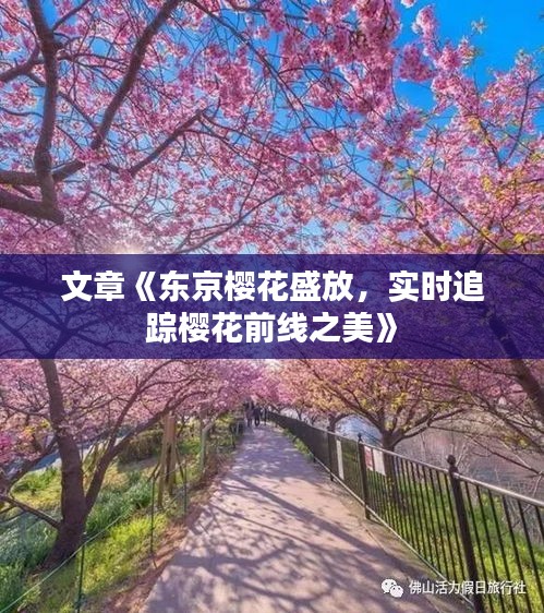 文章《东京樱花盛放，实时追踪樱花前线之美》
