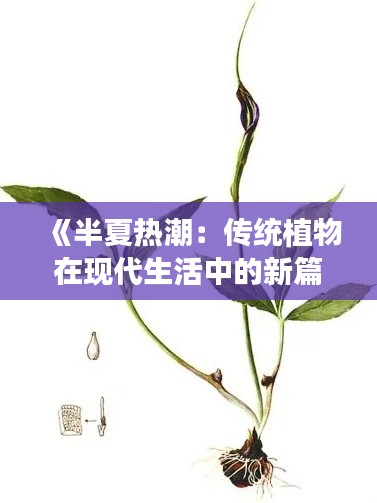 《半夏热潮：传统植物在现代生活中的新篇章》