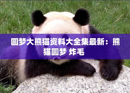 圆梦大熊猫资料大全集最新：熊猫圆梦 炸毛 