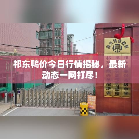 祁东鸭价今日行情揭秘，最新动态一网打尽！