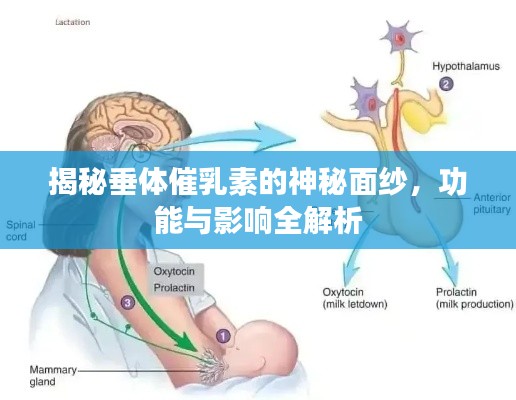 揭秘垂体催乳素的神秘面纱，功能与影响全解析