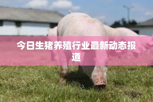 今日生猪养殖行业最新动态报道
