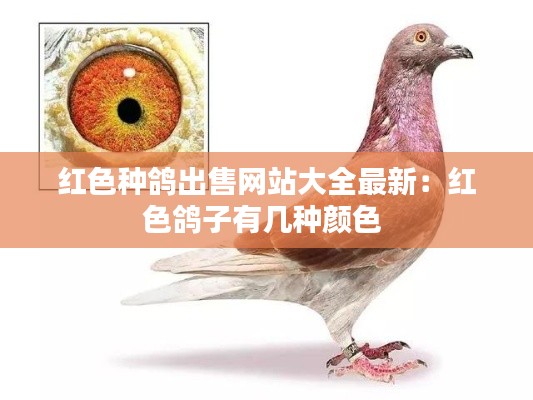 红色种鸽出售网站大全最新：红色鸽子有几种颜色 
