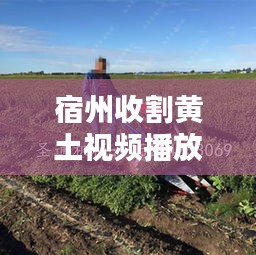 宿州收割黄土视频播放最新：宿州收割黄土视频播放最新消息 