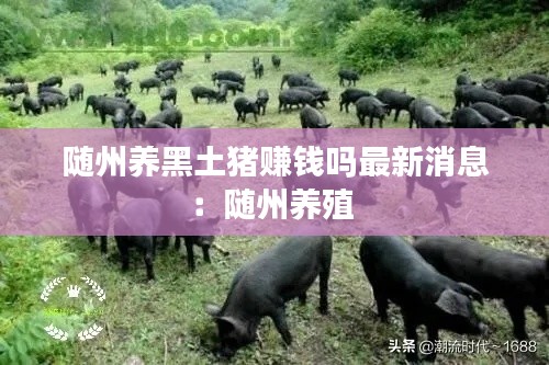 随州养黑土猪赚钱吗最新消息：随州养殖 