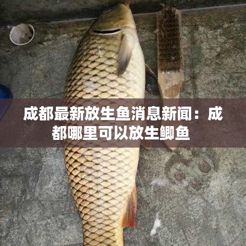 成都最新放生鱼消息新闻：成都哪里可以放生鲫鱼 