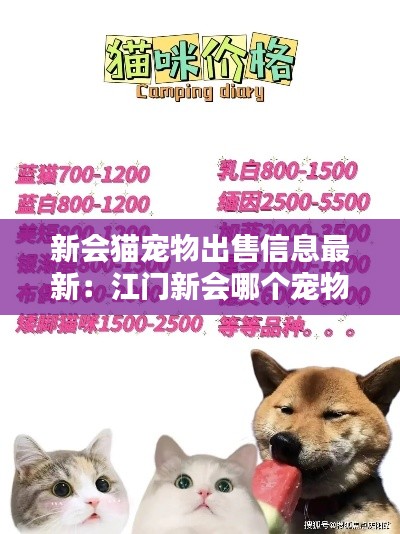 新会猫宠物出售信息最新：江门新会哪个宠物医院便宜 