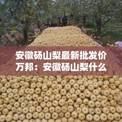 安徽砀山梨最新批发价万邦：安徽砀山梨什么价格 