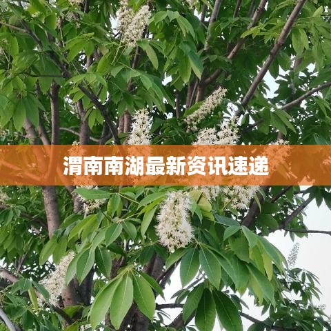 渭南南湖最新资讯速递
