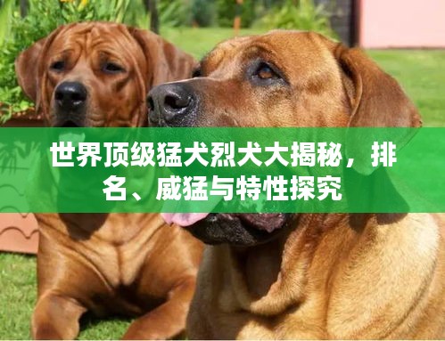 世界顶级猛犬烈犬大揭秘，排名、威猛与特性探究