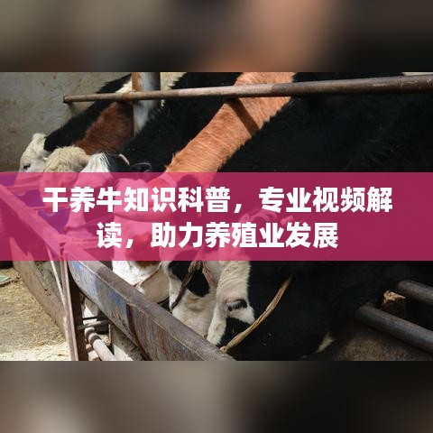 干养牛知识科普，专业视频解读，助力养殖业发展