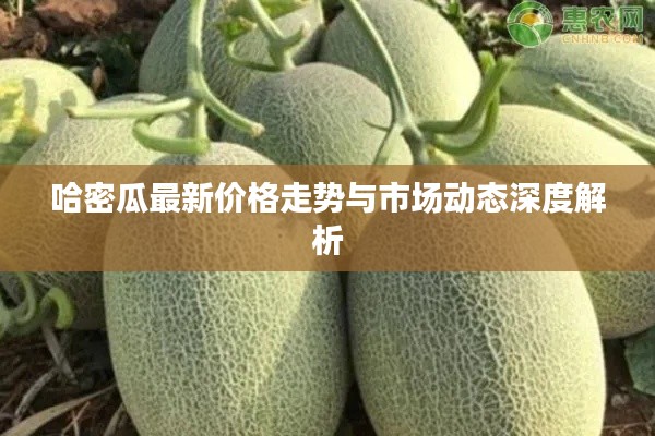 哈密瓜最新价格走势与市场动态深度解析