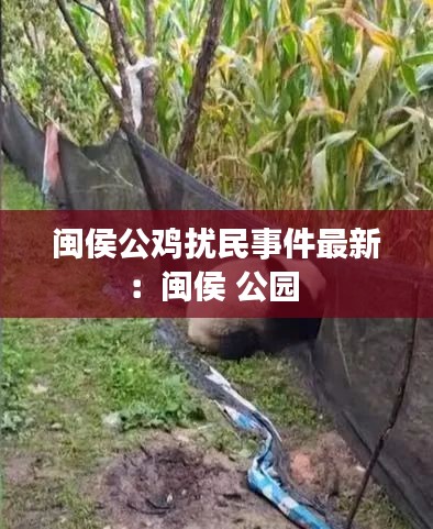 闽侯公鸡扰民事件最新：闽侯 公园 