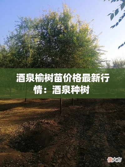 酒泉榆树苗价格最新行情：酒泉种树 