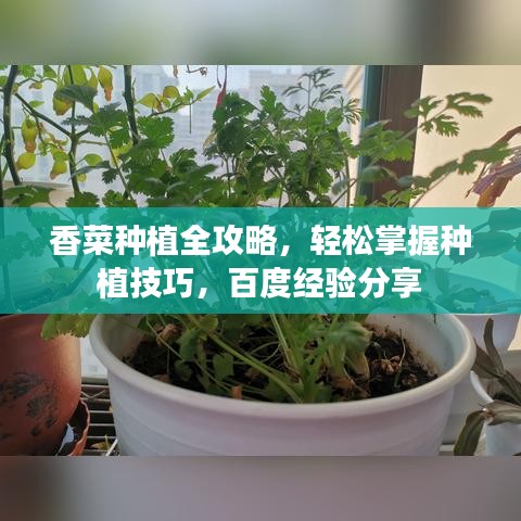 香菜种植全攻略，轻松掌握种植技巧，百度经验分享
