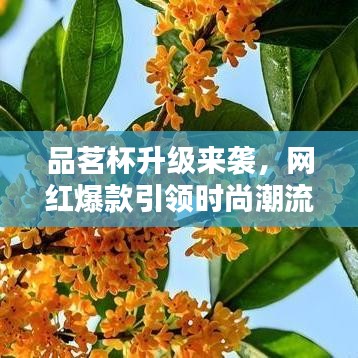 品茗杯升级来袭，网红爆款引领时尚潮流，2024最新款不容错过