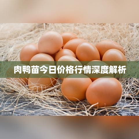 肉鸭苗今日价格行情深度解析