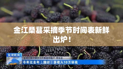 金江桑葚采摘季节时间表新鲜出炉！