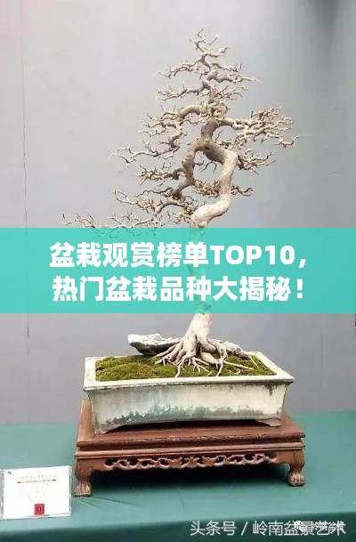 盆栽观赏榜单TOP10，热门盆栽品种大揭秘！