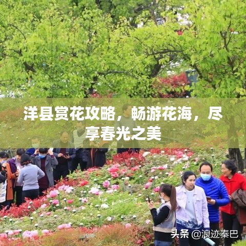 洋县赏花攻略，畅游花海，尽享春光之美