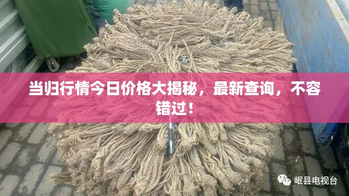 当归行情今日价格大揭秘，最新查询，不容错过！