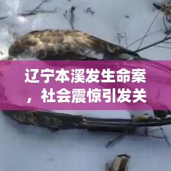 辽宁本溪发生命案，社会震惊引发关注热议
