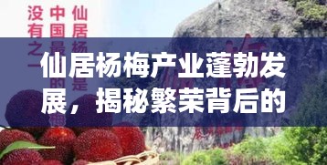 仙居杨梅产业蓬勃发展，揭秘繁荣背后的故事