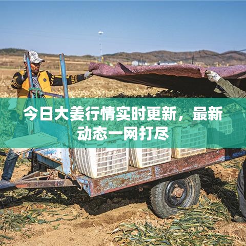 今日大姜行情实时更新，最新动态一网打尽
