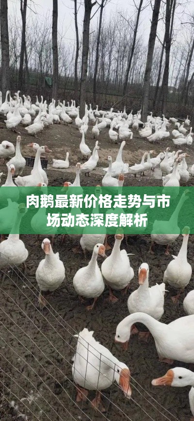 肉鹅最新价格走势与市场动态深度解析