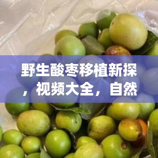 野生酸枣移植新探，视频大全，自然保护与探索的完美结合