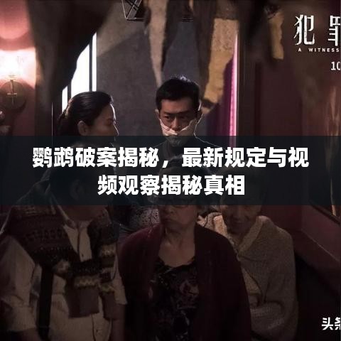 鹦鹉破案揭秘，最新规定与视频观察揭秘真相
