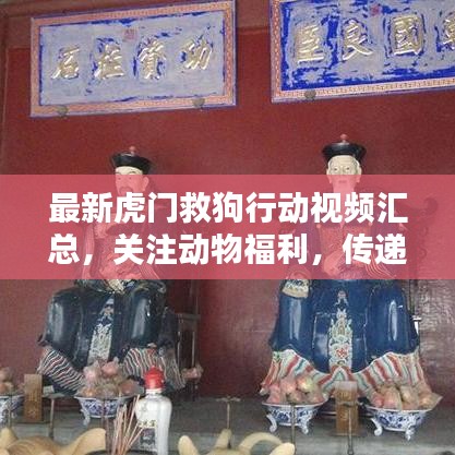 最新虎门救狗行动视频汇总，关注动物福利，传递爱与希望