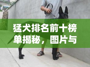 猛犬排名前十榜单揭秘，图片与详细介绍一网打尽