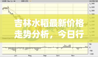 吉林水稻最新价格走势分析，今日行情揭秘