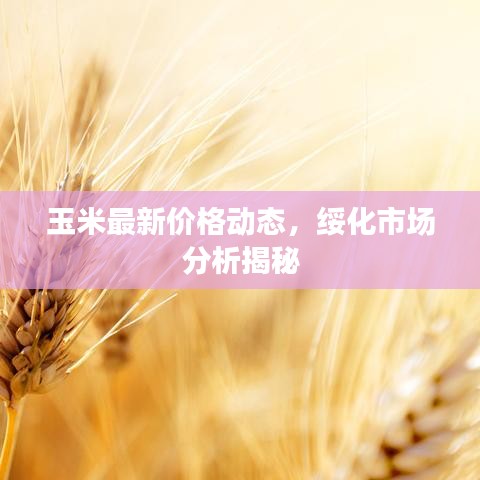 玉米最新价格动态，绥化市场分析揭秘