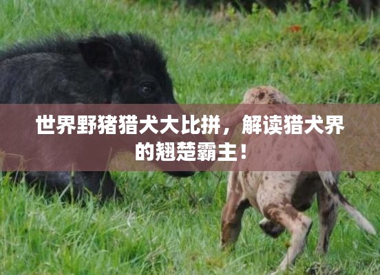 世界野猪猎犬大比拼，解读猎犬界的翘楚霸主！
