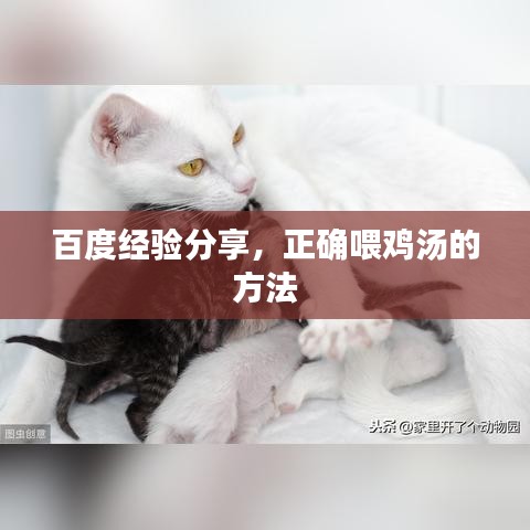 百度经验分享，正确喂鸡汤的方法