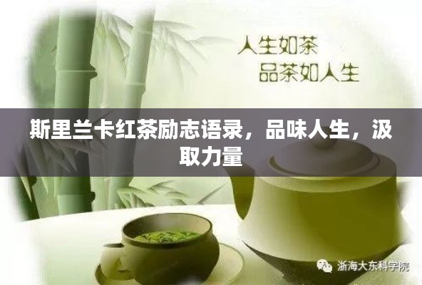 斯里兰卡红茶励志语录，品味人生，汲取力量