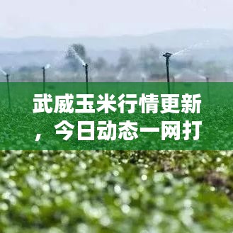 武威玉米行情更新，今日动态一网打尽