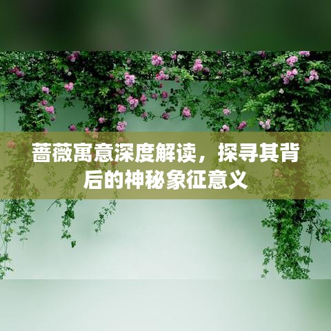 蔷薇寓意深度解读，探寻其背后的神秘象征意义