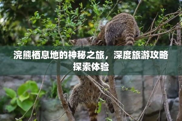 浣熊栖息地的神秘之旅，深度旅游攻略探索体验