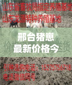 邢台猪崽最新价格今日行情