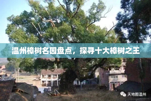 温州樟树名园盘点，探寻十大樟树之王