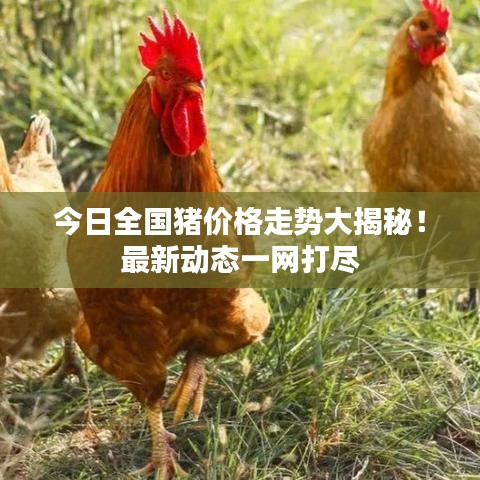 今日全国猪价格走势大揭秘！最新动态一网打尽