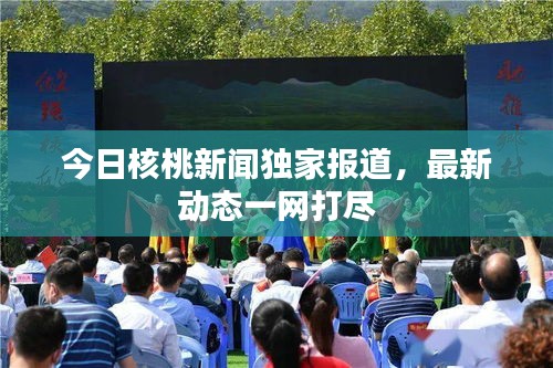 今日核桃新闻独家报道，最新动态一网打尽