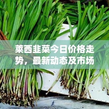 莱西韭菜今日价格走势，最新动态及市场行情分析