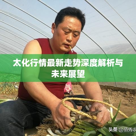 太化行情最新走势深度解析与未来展望