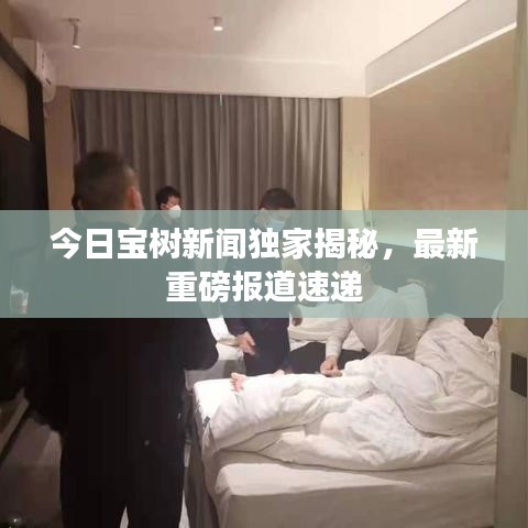 今日宝树新闻独家揭秘，最新重磅报道速递