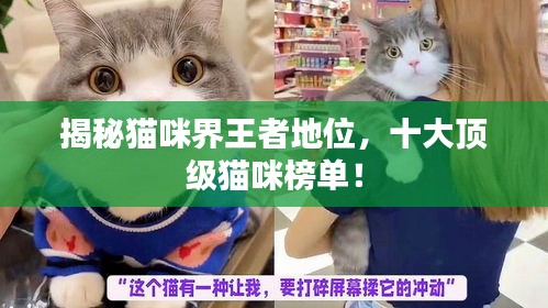 揭秘猫咪界王者地位，十大顶级猫咪榜单！