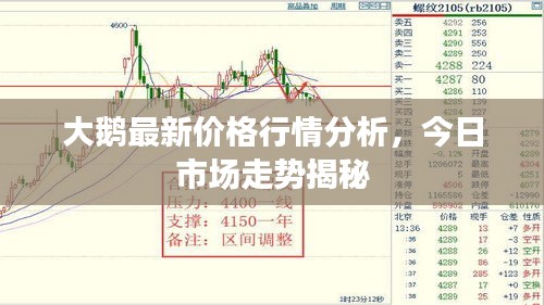 大鹅最新价格行情分析，今日市场走势揭秘